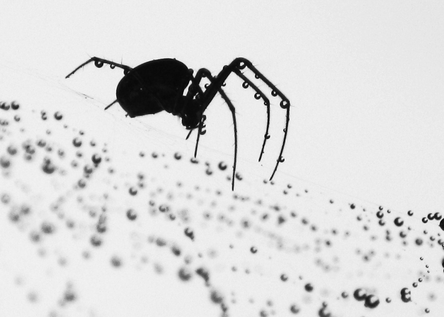 Collector of Tears 1 - Black & White Photography / Imaging - spider / spider web / web / droplets