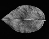 Leaf Print no. 1