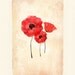 Poppy Flowers (1) art print. Nature garden floral wall decor. Spring summer image. Red flowers poppies. Vintage page illustration home decor