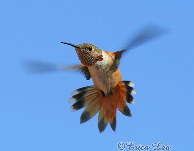 Hummingbird Art Photo Animal Photography Flying Bird Wall Decor 8x10 Print