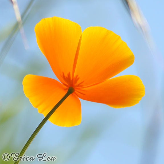 California Poppy Photo Orange Flower Nature Photography Wildflower Picture 8x10 Wall Art Print