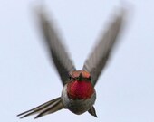 Hummingbird Art Nature Photo Flying Bird Photography 8x10 Animal Wall Art Print Target Locked