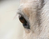 Cream Horse Eye Photography Equine Art Photo Western Home Decor 5x7 Print Vision - NatureVisionsToo