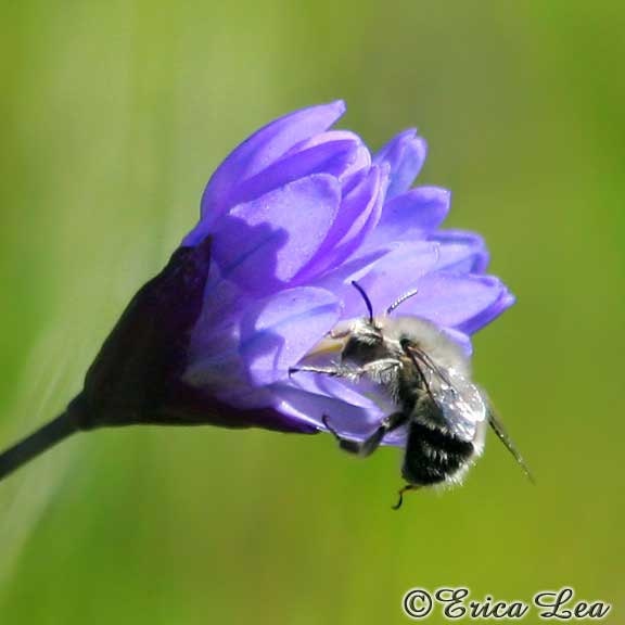 Bumble Bee Photo Nature Photography Bumblebee on Wildflower Picture Nursery Art 5x5 Fine Art Print