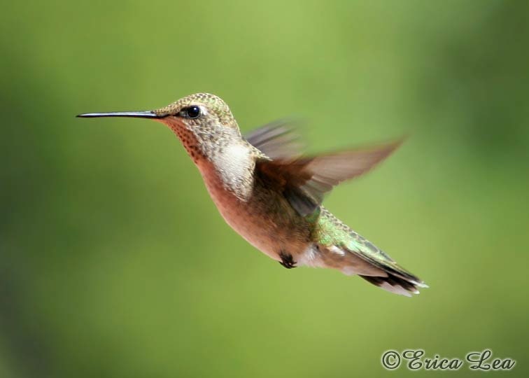 Female Hummingbird Photo, bird animal photography, green nature home decor, 5x7