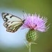 White Butterfly Picture on pink flower, nature photography, 8x10 fine art photo print