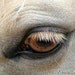 Cream Horse Eye Photo Palomino Quarter Horse Picture Western Wall Art 5x7 Print Golden Eye