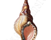 SEASHELL large digital image, brown shell vintage illustration 082