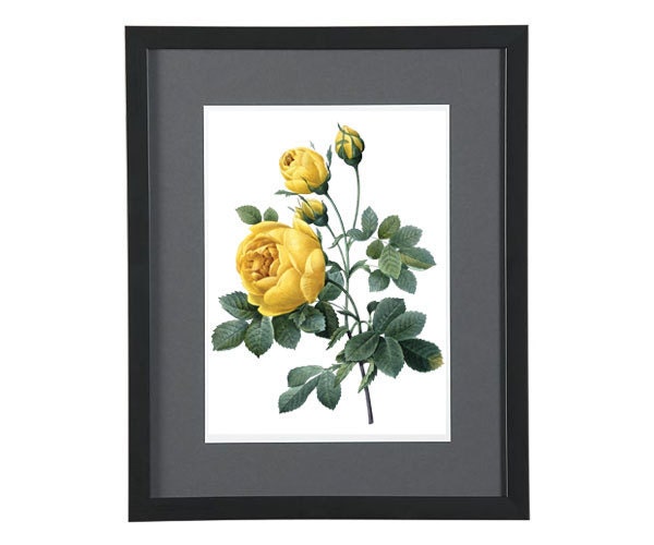 Digital Clipart ROSE large Digital Image in color, vintage YELLOW rose illustration REDOUTE 019