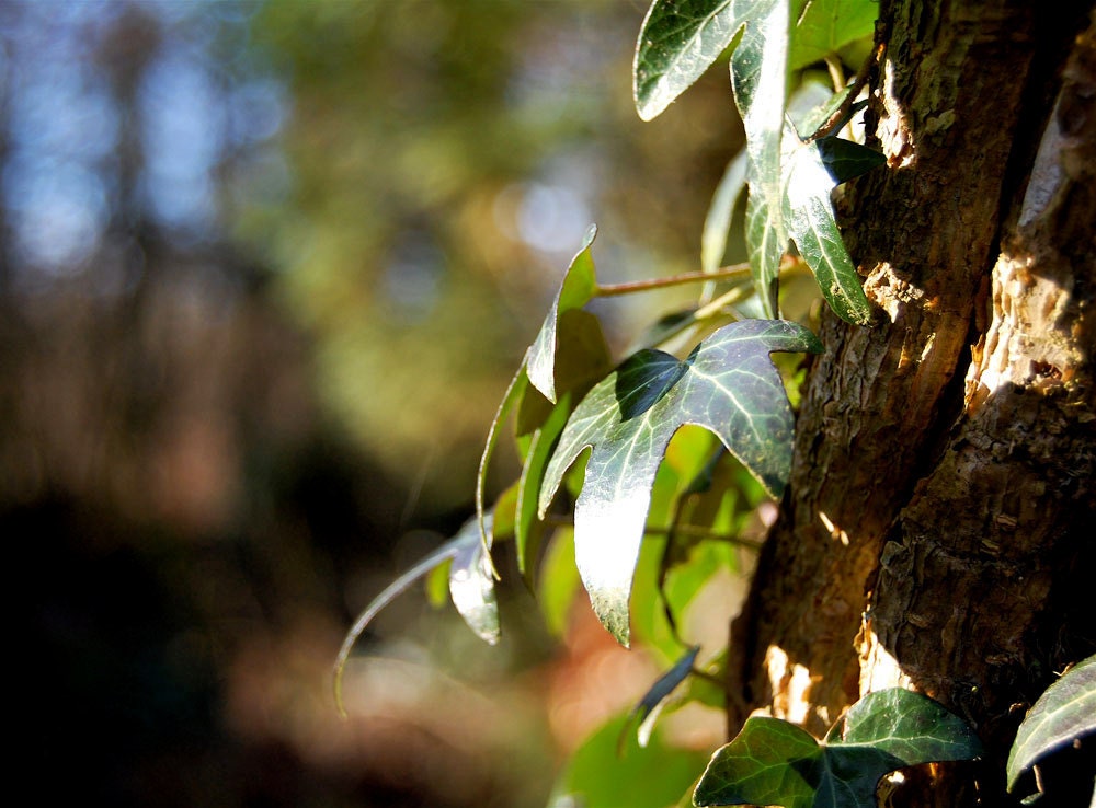 Fine Art Photography Print - Ivy- Nature photography,woodland,ivy covered tree,shadows,sunlight,patterned leaves,tree bark,brown