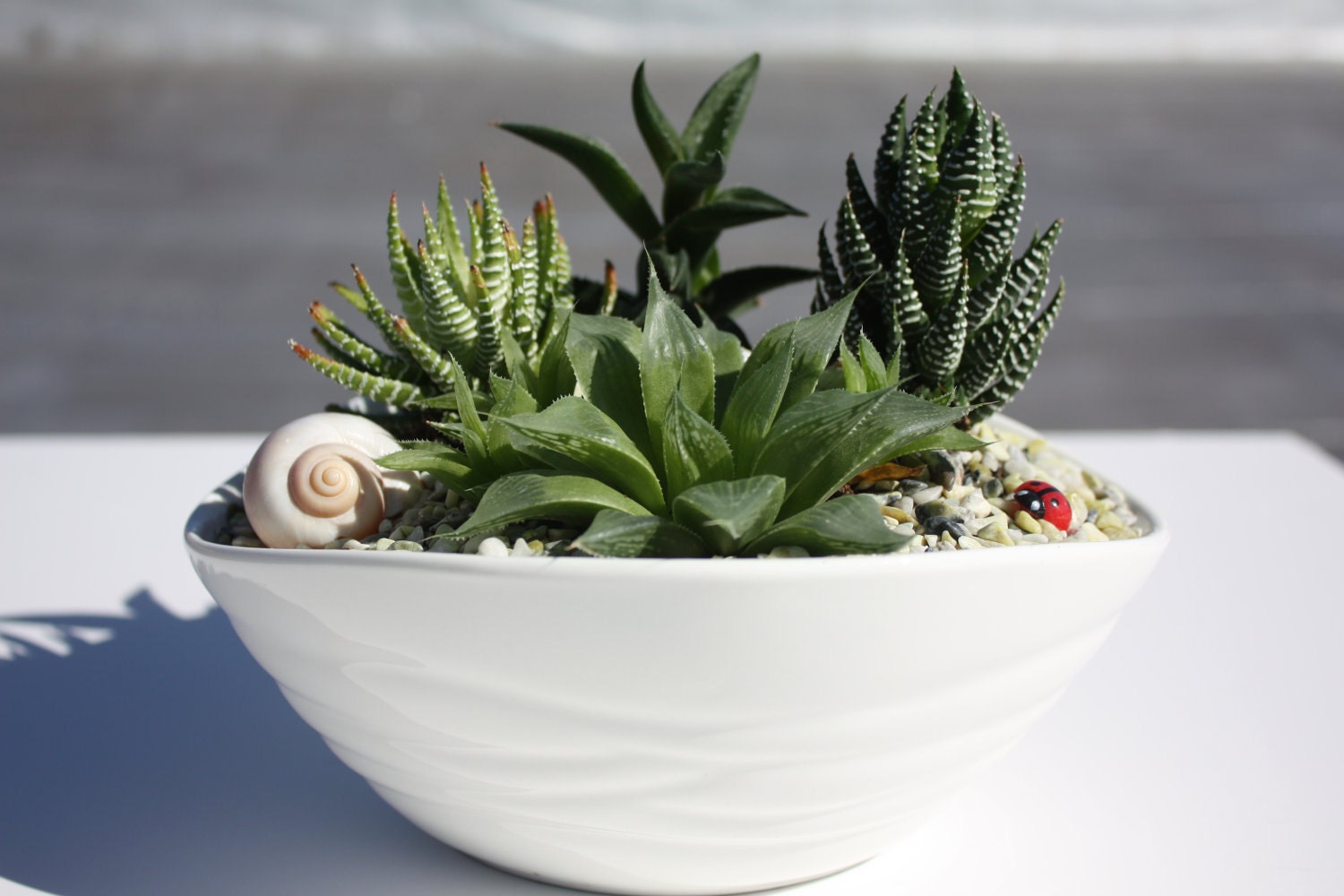 Jewels of Africa Succulent Garden