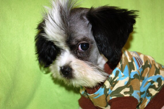 Items Similar To CUTE Maltizu Designer Toy Breed Dog Puppy Mohawk Punk items-similar-to-cute-maltizu-designer-toy-breed-dog-puppy-mohawk-punk