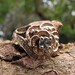 Be My Love : 3/4 Carat of Euro Cut Diamonds, Vintage Gold Flower Engagement Ring