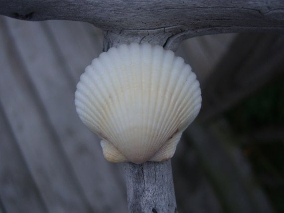 White Scallop Sea Shell Ring