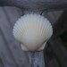 White Scallop Sea Shell Ring