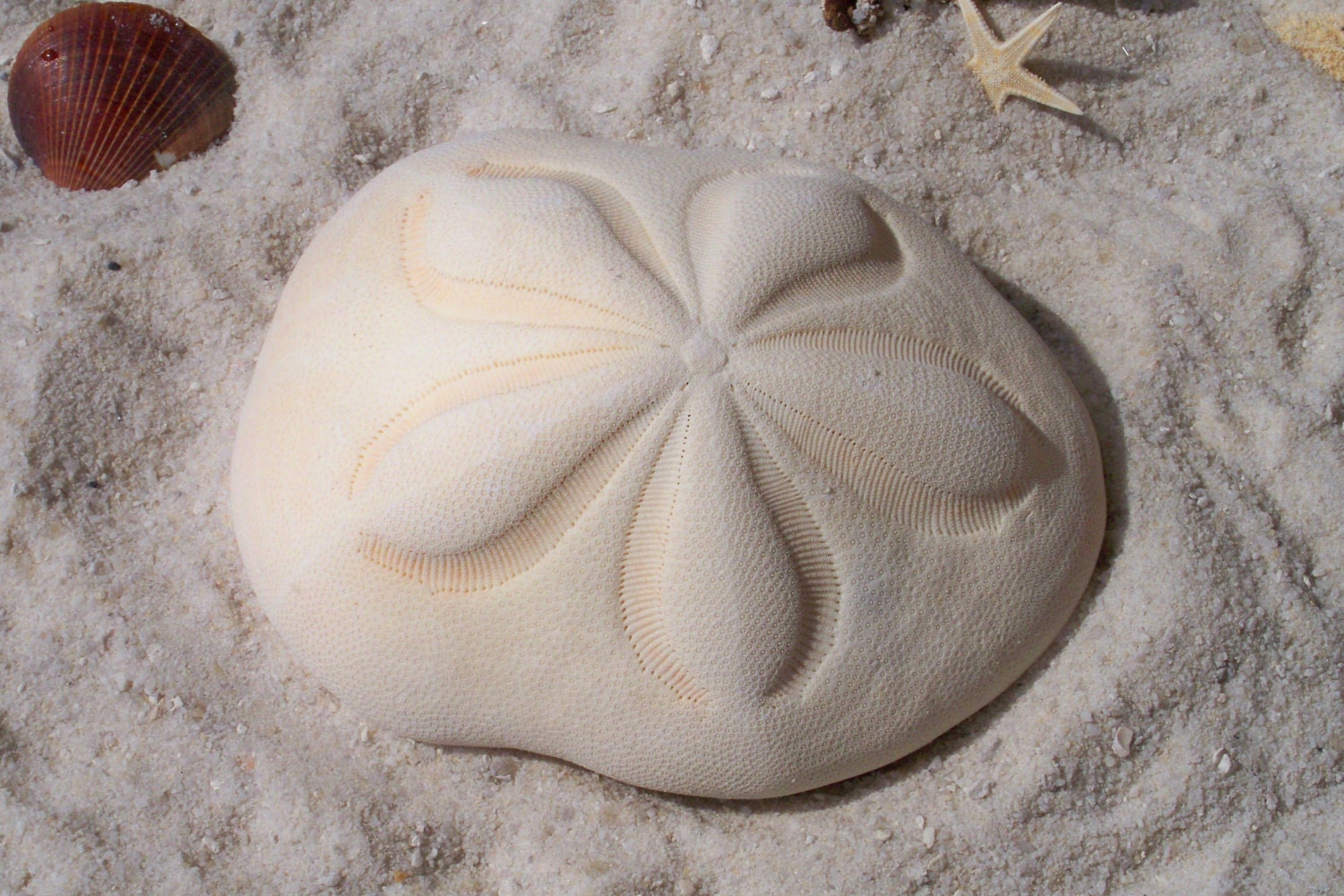 Large Sea Biscuits 45 Great for crafts eddings by NaturesOwnDesign