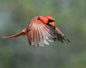 The Art of Staying Aloft No.14   Northern Cardinal (Cardinalis cardinalis)