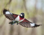 Bird photography: The Art of Staying Aloft No.17 Rose-breasted Grosbeak (Pheucticus ludovicianus)