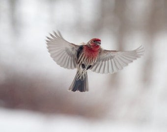 The Art of Staying Aloft No. 21 House Finch (Carpodacus mexicanus)