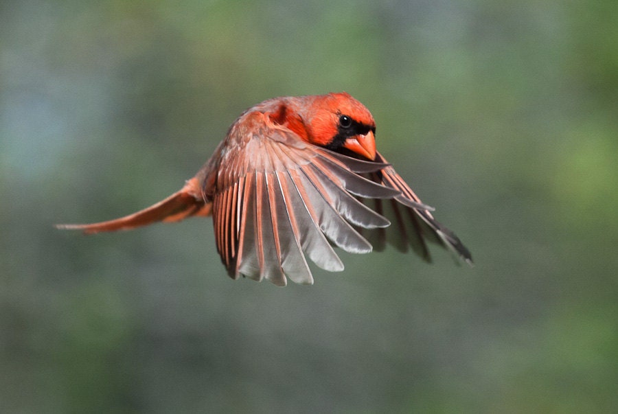 The Art of Staying Aloft No.14   Northern Cardinal (Cardinalis cardinalis)