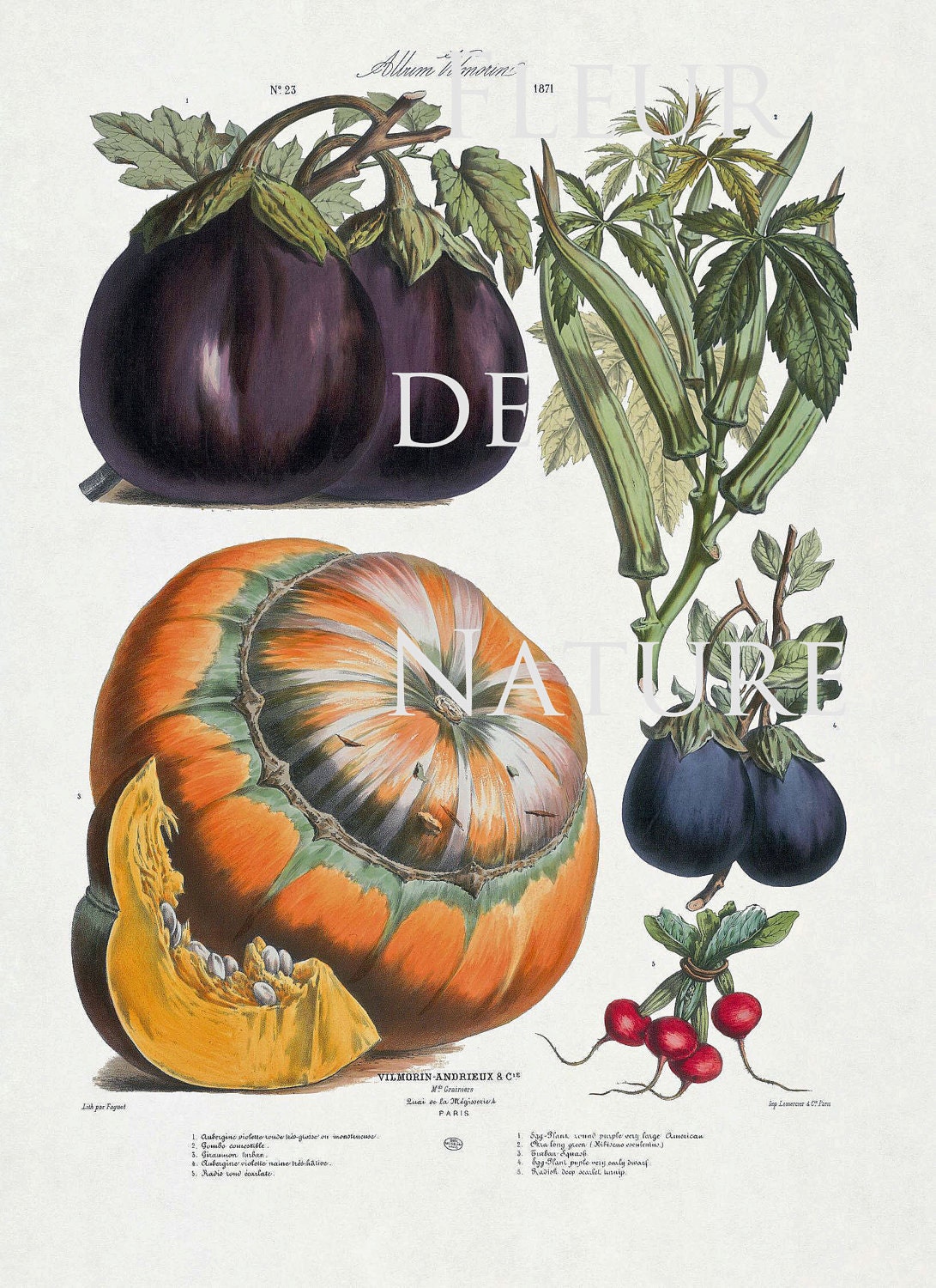 FRENCH VEGETABLE Garden 8X10 Botanical Art Print 23 Antique Beautiful Orange Pumpkin Summer Plants Home Wall Decoration Seed Packet