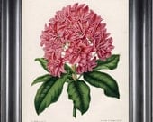 BOTANICAL PRINT WITTE 8x10 Botanical Art Print 5 Phontic Rhododendron Beautiful Pink Flower Plant Garden Nature to Frame Room Decor