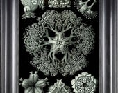 JELLYFISH PRINT Ernst Haeckel 8X10 Art Print 10 Antique Black and White Beautiful Detailed Ocean Jellyfish Interior Design Wall Decoration