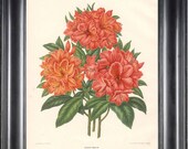 BOTANICAL PRINT Wendel 8x10 Botanical Art Print 5 Beautiful Azalea Mollis Flower Spring Summer Garden Plant to Frame