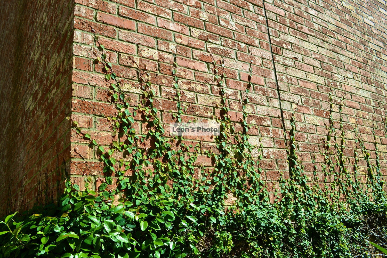 Ivy Creeping Up Brick Wall , Wall Art, 8 X 10, Nature Photograph, Greens