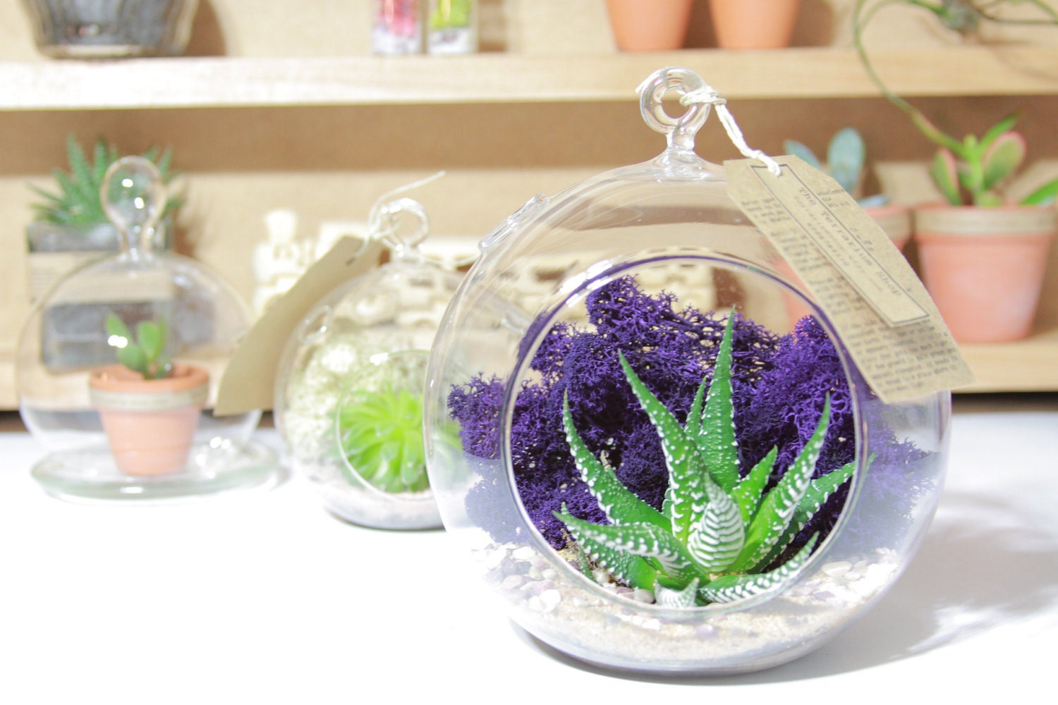 How To Build Your Own Glass Terrarium