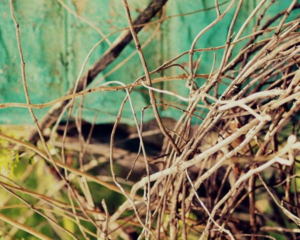 still growing 8X10 abstract,nature,home decor