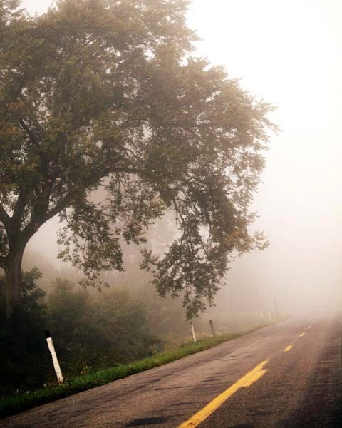 road to nowhere. part 1 landscape photo, home decor, tree, road, fog