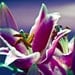 Lily photograph 8x12 Stargazer Lilies Fine Art Photography floral pink blue purple print  wall art