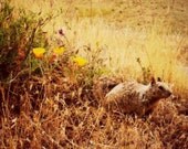 Mr Ground Squirrel - 5x5 Photography Print - Animal Photo, Wild, Flowers, Hills, Golden Grass, Cute, Little Friend, Nature, California - JeninesPhotography