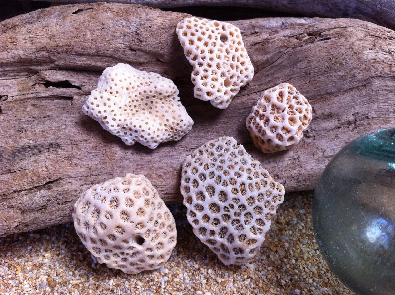 5 Pieces Hawaiian Crust Coral from Kauai- Natural Hawaii Ocean Coral- Supplies(C029)