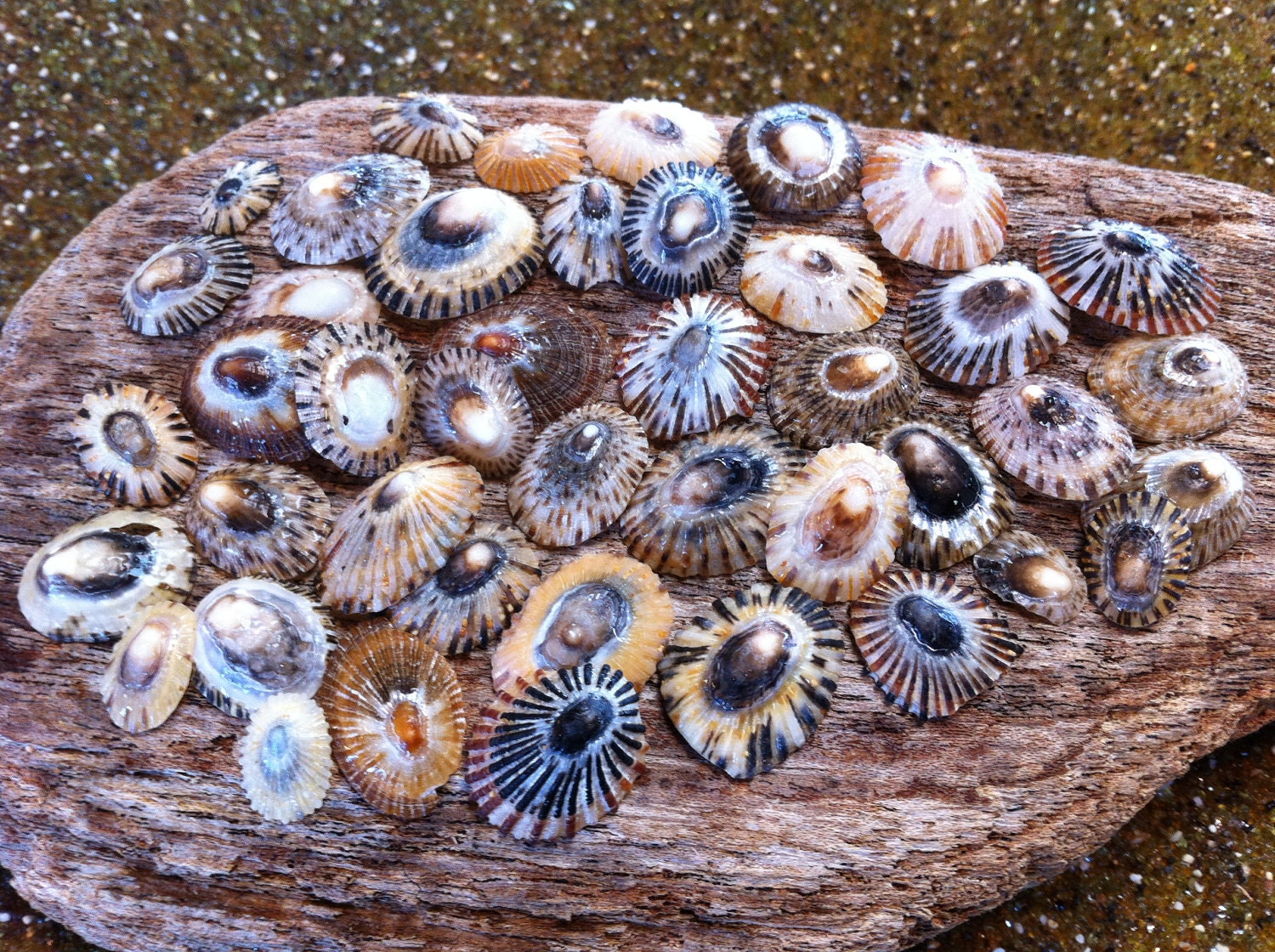 RESERVED for Jo Anne- 40 Baby Hawaiian Limpets or Opihi Shells from Kauai- Natural Hawaii Sea Shells- Supplies(S095)