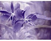 Fine Art Purple Flower Photography Whimsical Bokeh Misty Surreal - 11x17" - Printed to Order