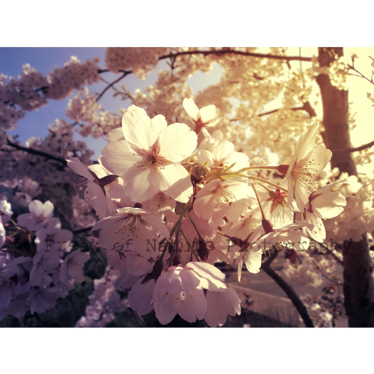 Fine Art Photography Cherry Blossom White Light Flower Blossoming - 11x17" - Printed to  Order