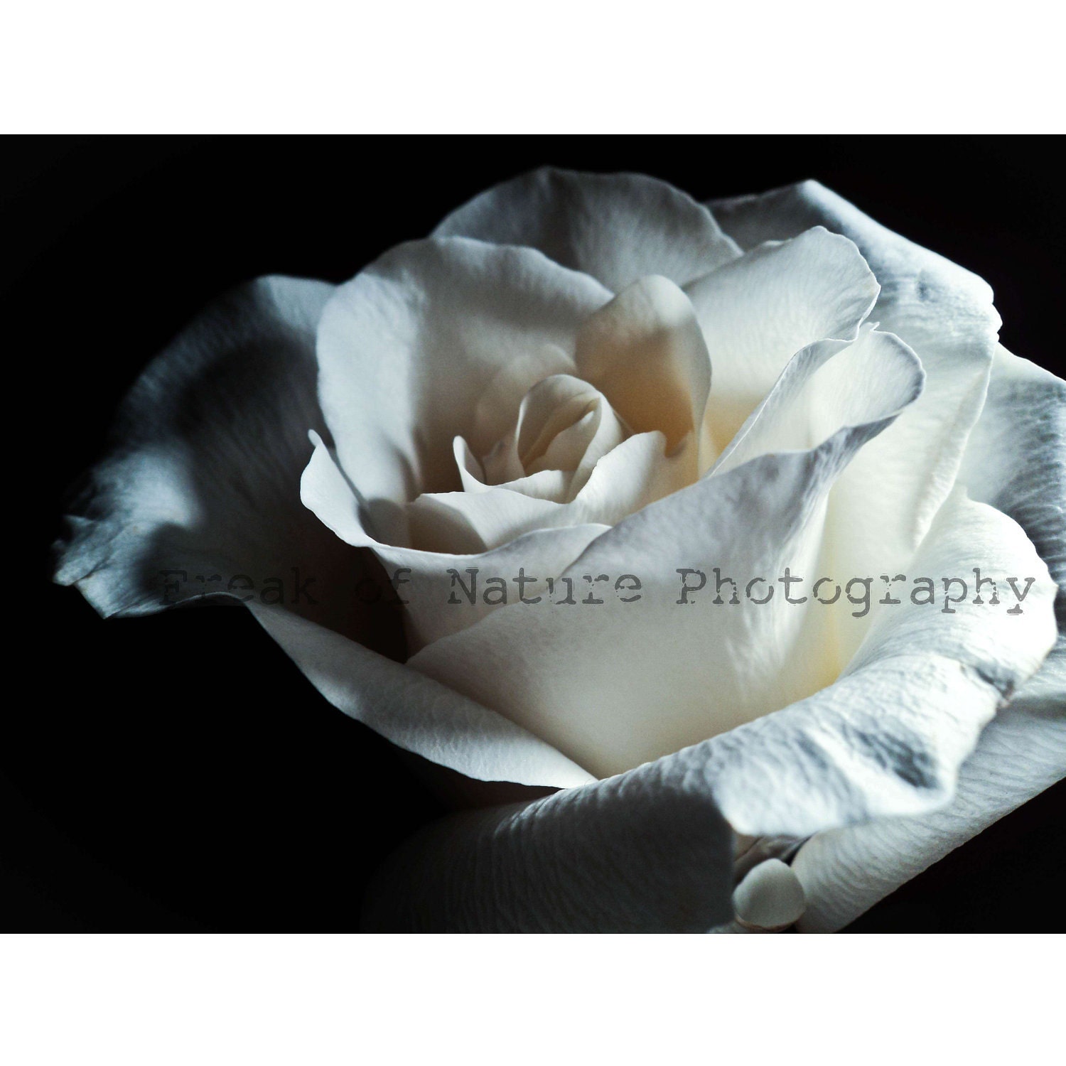 Fine Art Photography White Rose Macro Minimalist Black and White Monochrome - 5.5in x 8.5in