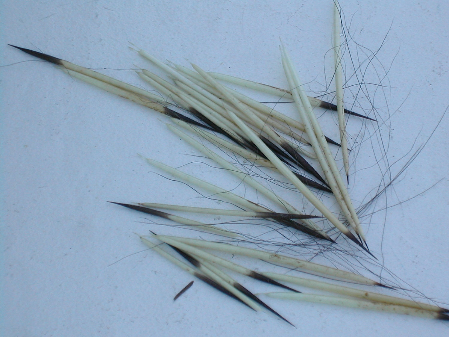 Destash Porcupine Quills Collected by Hand