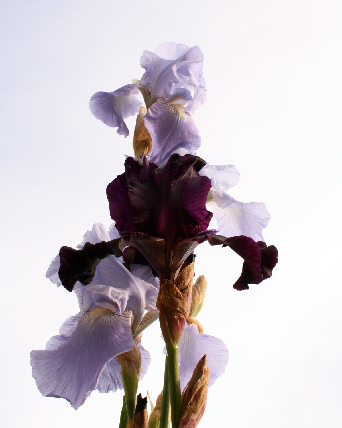 Royal Iris Portrait Photograph: 8x10 Fine Art Photography Print