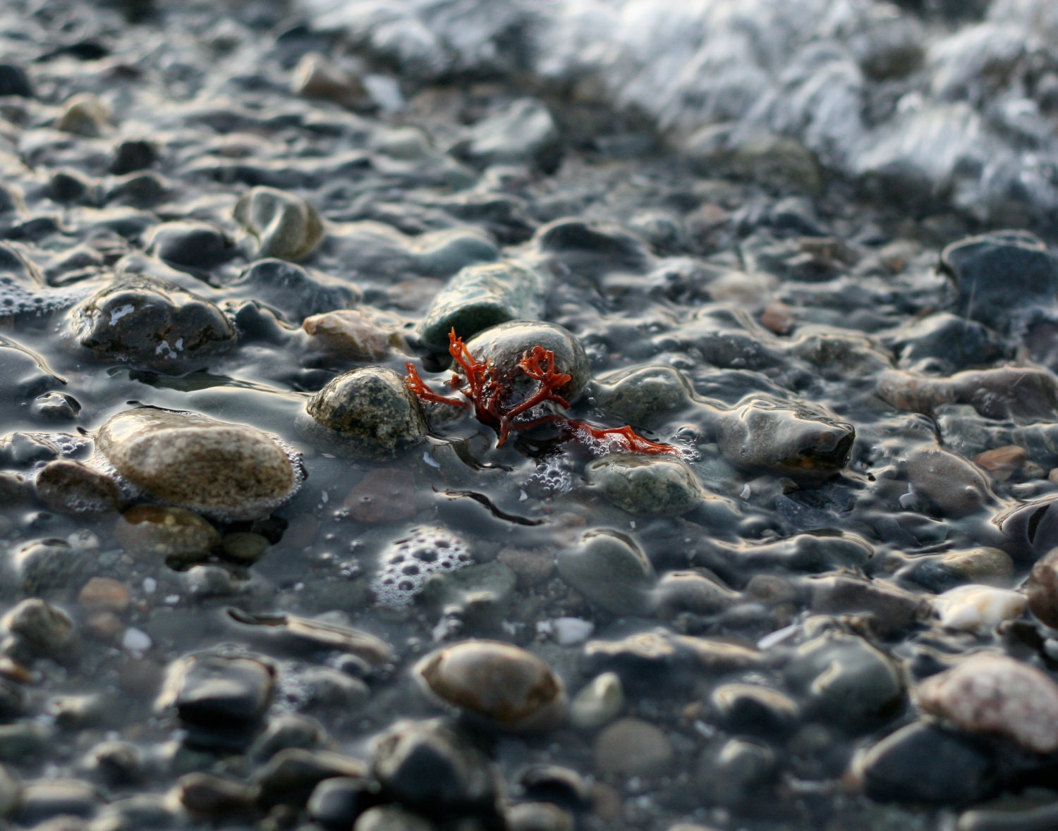 Red Seaweed on Blue Beach Rocks Photograph: 8x10 Fine Art Photography Print