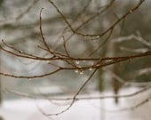 Winter Melting off Tree Branch: 8x10 Fine Art Photography Print