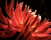 Red Dahlia Burst Photograph: 8x10 Fine Art Photography Print