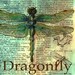 PRINT: Dragonfly Drawing on Distressed, Dictionary Page