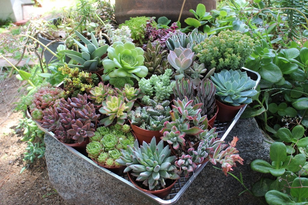6 (SIX) Assorted Succulents in their 4 inch plastic containers  wedding shower favors party gifts plants succulent