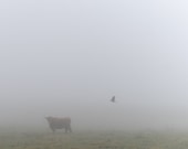 Cow and Crow -Fine Art Photography- Archival paper 10x10