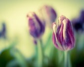 Wither and Die -Fine Art Photography- Archival paper 8x12