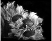 Portuguese Waterdog Paw, animals, pets, fine art photography, home decor, dog lover