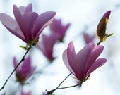 Fine Art Photography print spring magnolia flower pink magenta light blue many flowers branches air wall art home decor